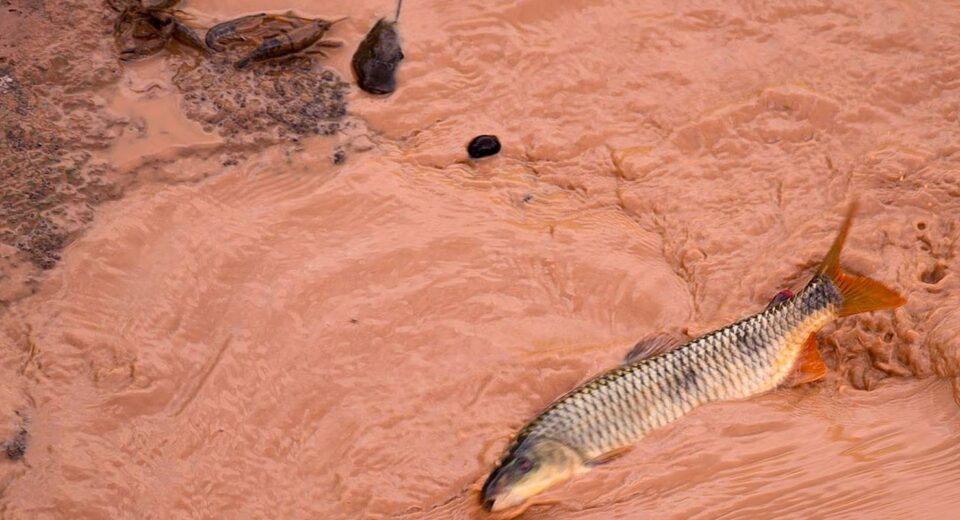 Samarco e Vale são multadas em mais de R$ 1,8 bilhão