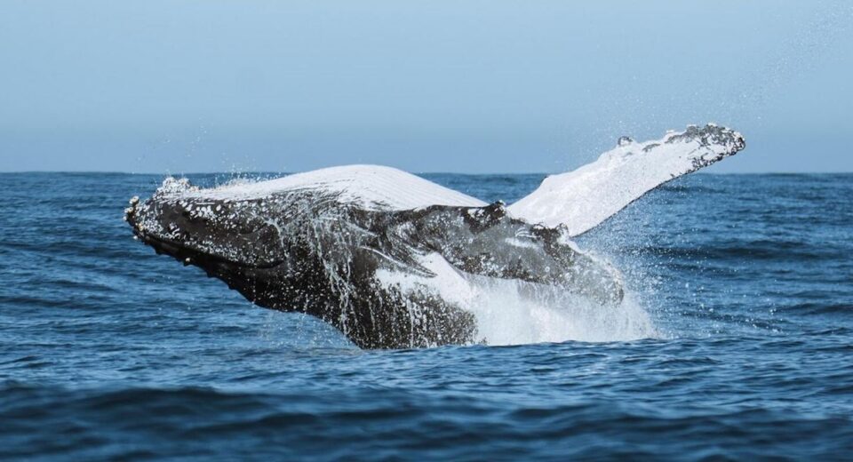 Festival une ciência, tecnologia e meio ambiente no audiovisual