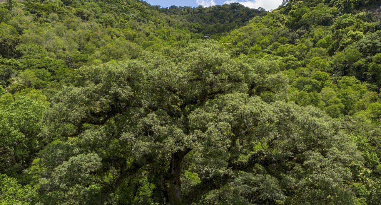 Mata Atlântica perde 2,4 milhões de hectares em 40 anos