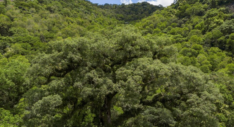 Mata Atlântica perde 2,4 milhões de hectares em 40 anos