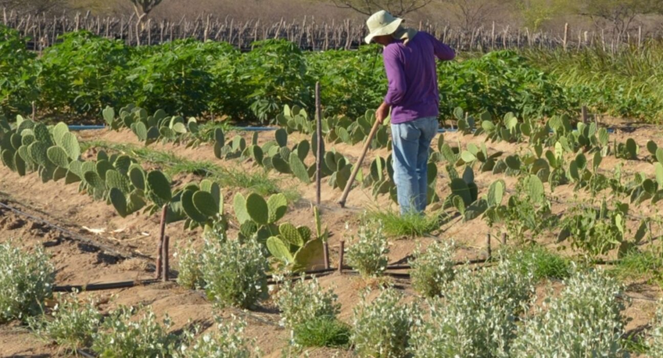 CMN simplifica crédito rural a populações tradicionais e extrativistas