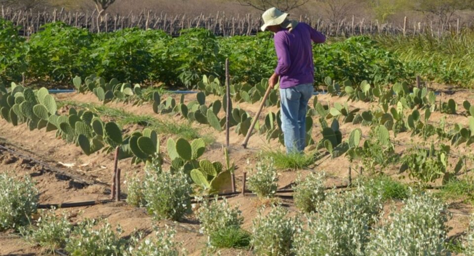 CMN simplifica crédito rural a populações tradicionais e extrativistas