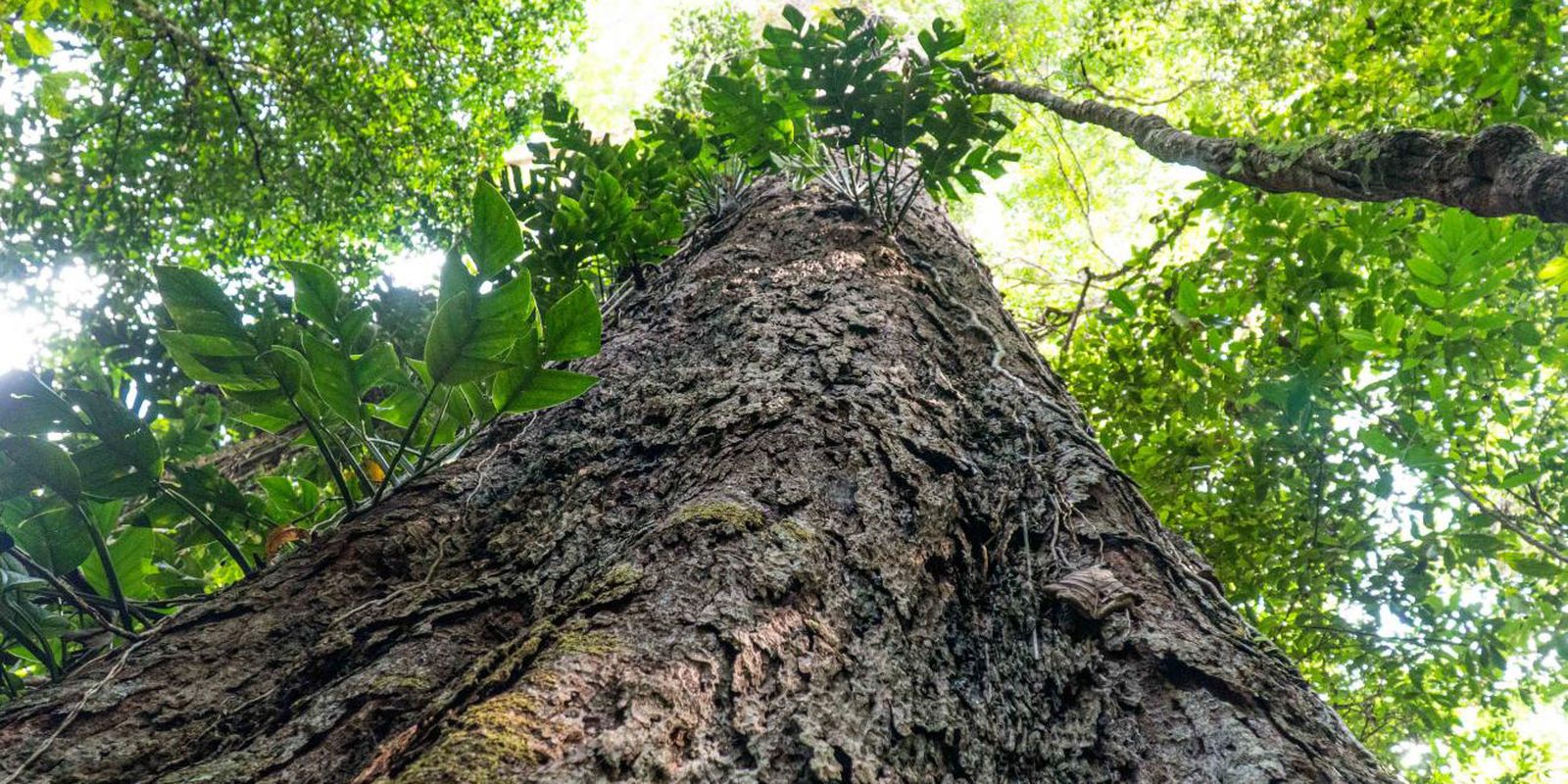 Entidades públicas e privadas pedem pacto por Código Florestal