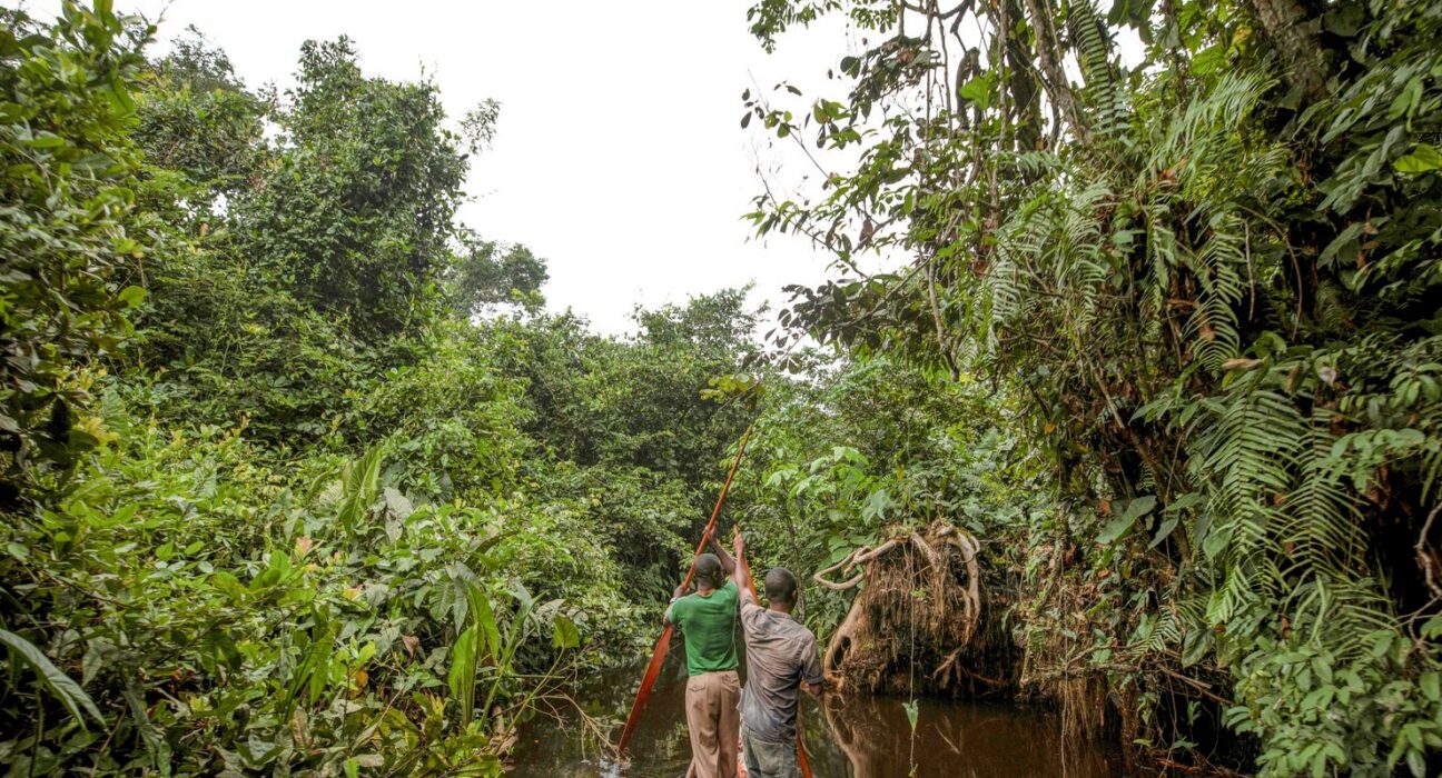 França lidera ação de US$ 2,5 bilhões para proteger floresta do Congo