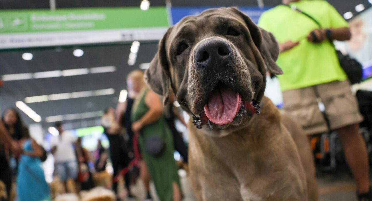 STF suspende lei sobre transporte aéreo de animais de apoio emocional