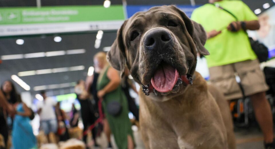 STF suspende lei sobre transporte aéreo de animais de apoio emocional