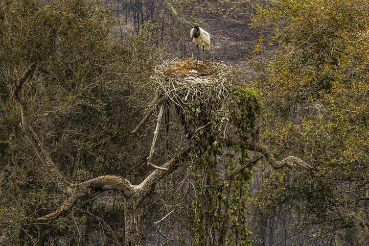Corumbá (MS) - 26/12/2024 - 100 fotos melhores de 2024, retrospectiva - Foto feita em  30/06/2024 - Tuiuiú, ave símbolo do Pantanal, proteje seu ninho em meio aos incêndios florestais no Pantanal. Foto: Marcelo Camargo/Agência Brasil