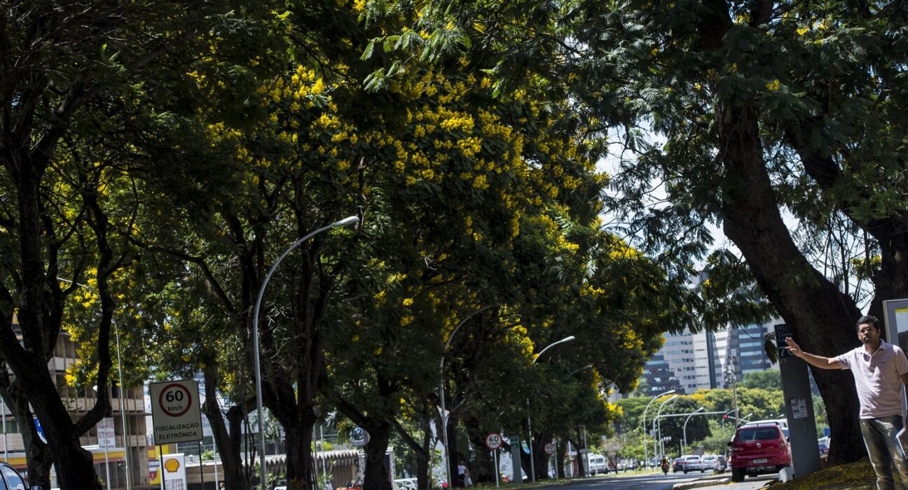 COP30: Brasil lança plano nacional para aumentar arborização urbana