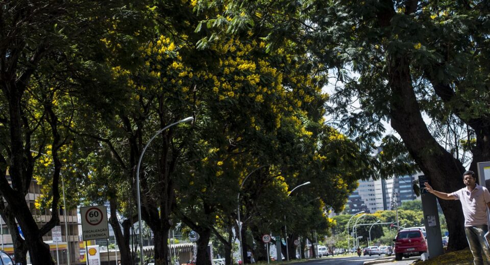 COP30: Brasil lança plano nacional para aumentar arborização urbana