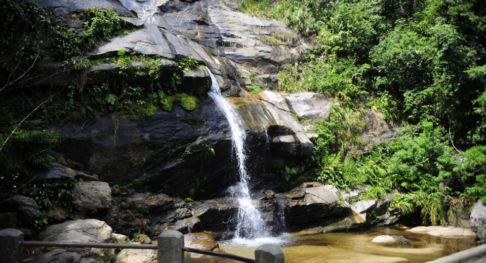 Parque Nacional da Tijuca promove feira de ciências com foco em peixes
