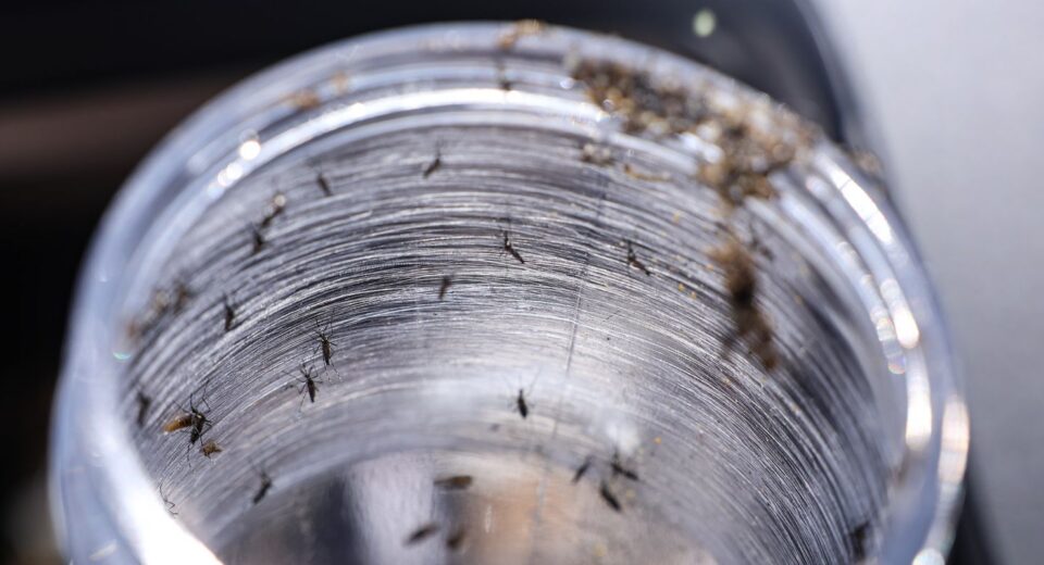 Ministério da Saúde intensificará mobilização contra dengue no Brasil