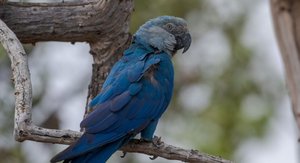 Ararinhas-azuis recapturadas testam positivo para vírus letal