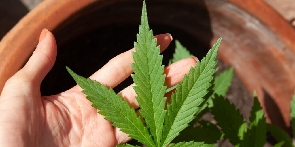 STJ adiar prazo para regulamentação do plantio de cannabis medicinal