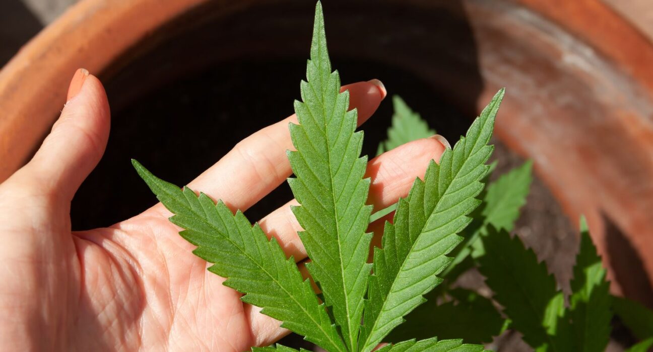 STJ adiar prazo para regulamentação do plantio de cannabis medicinal