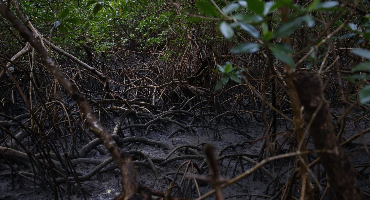 Pacto global para proteger manguezais tem adesão de 46 governos