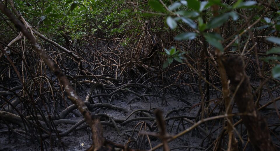 Pacto global para proteger manguezais tem adesão de 46 governos