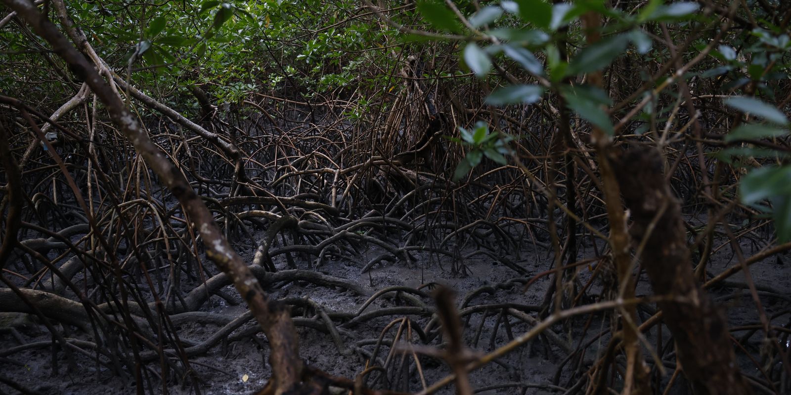 Pacto global para proteger manguezais tem adesão de 46 governos