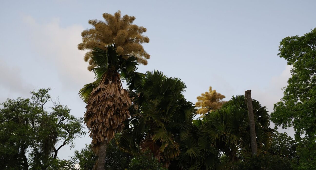 Palmeiras raras florescem no Parque do Flamengo após 60 anos