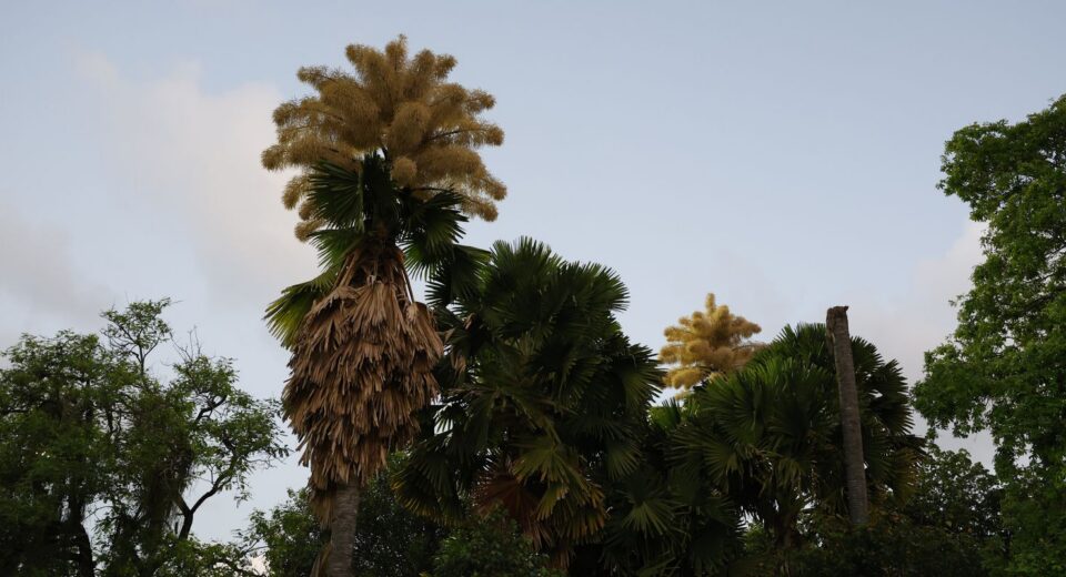 Palmeiras raras florescem no Parque do Flamengo após 60 anos