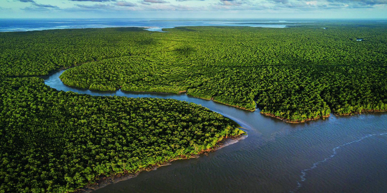 Exposição no CCBB RJ destaca importância e riqueza dos manguezais