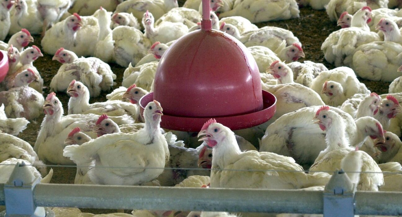 China suspende proibição de compra de carne de frango do Brasil
