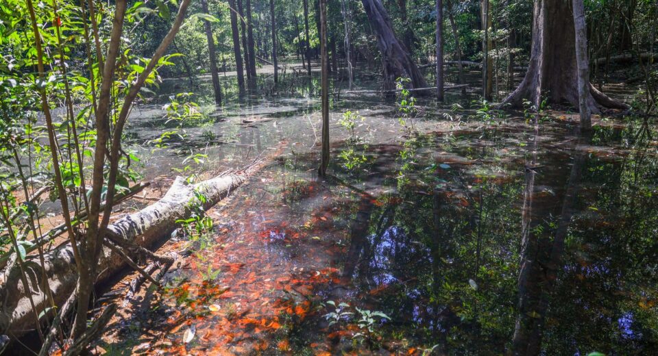 Dinossauros viveram na Amazônia, descobrem pesquisadores de Roraima