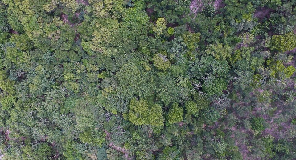 Exposição digital mostra vida nos seis biomas brasileiros