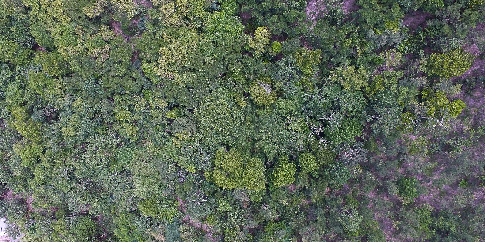 Exposição digital mostra vida nos seis biomas brasileiros