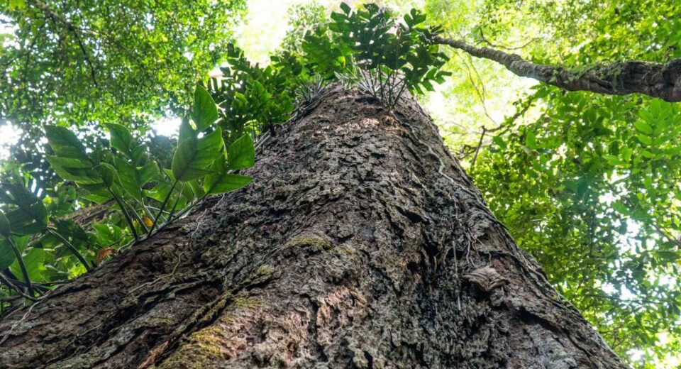 Suíça anuncia doação de R$ 33 milhões para Fundo Amazônia