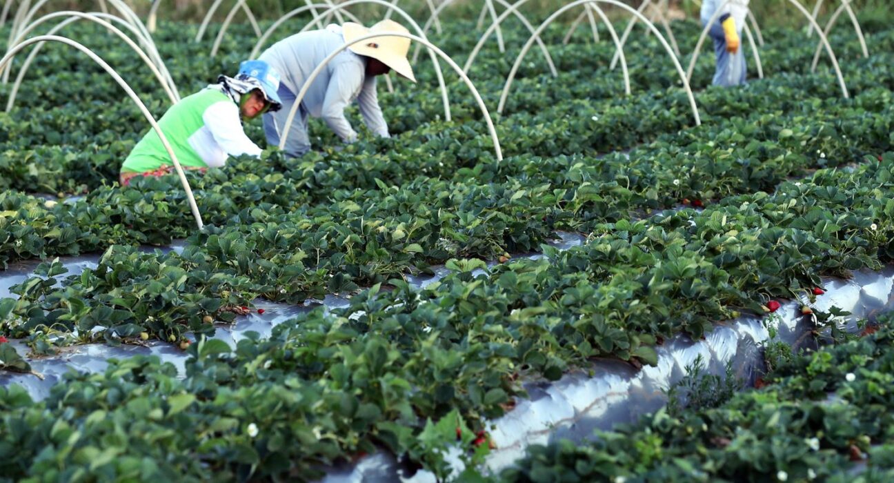 Finep anuncia parceria de R$ 74,9 milhões para a agricultura familiar