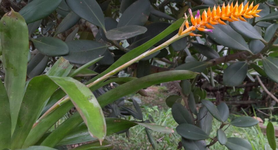 Espécie nova de bromélia floresce no Jardim Botânico do Rio