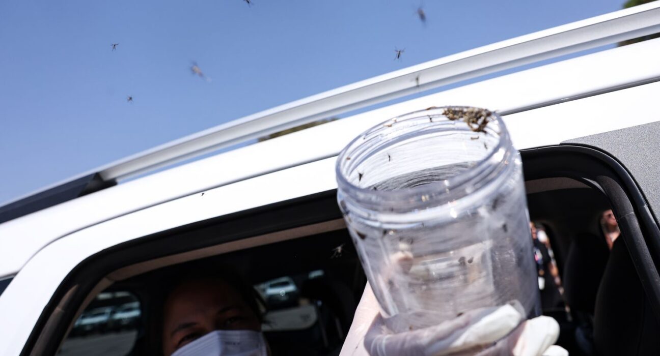 Saúde libera mosquitos estéreis para frear reprodução do Aedes
