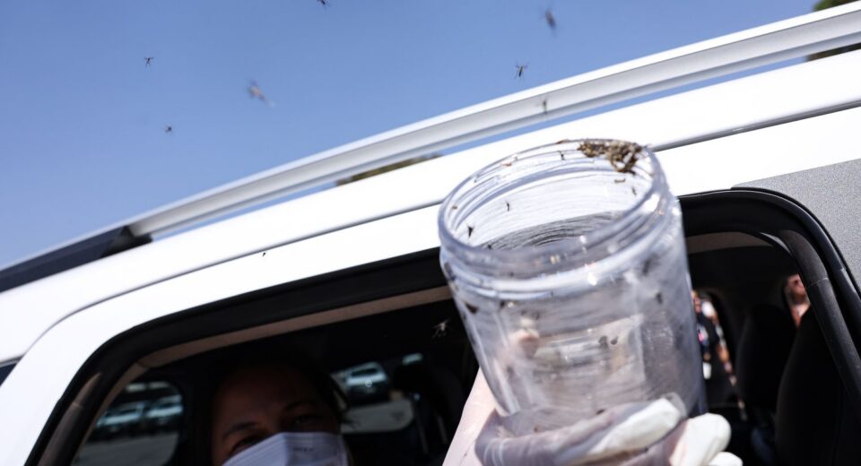 Saúde libera mosquitos estéreis para frear reprodução do Aedes