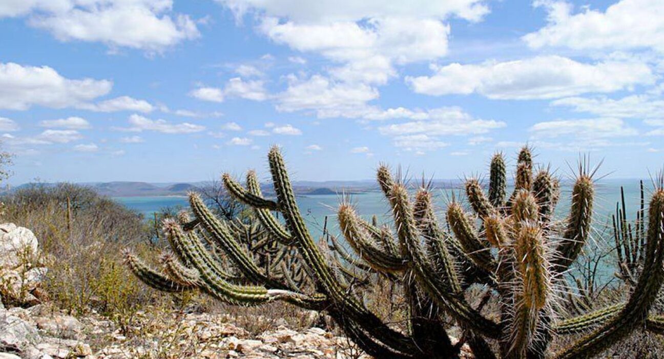 Ameaçada de desertificação, Caatinga terá área recuperada
