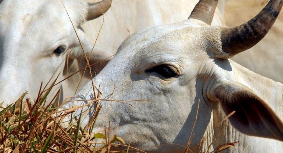 Bois exportados vivos: ONGs denunciam precariedade e riscos ambientais