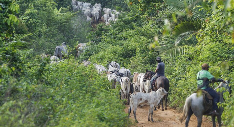 Operação em terra indígena no Pará resulta em mais um assassinato