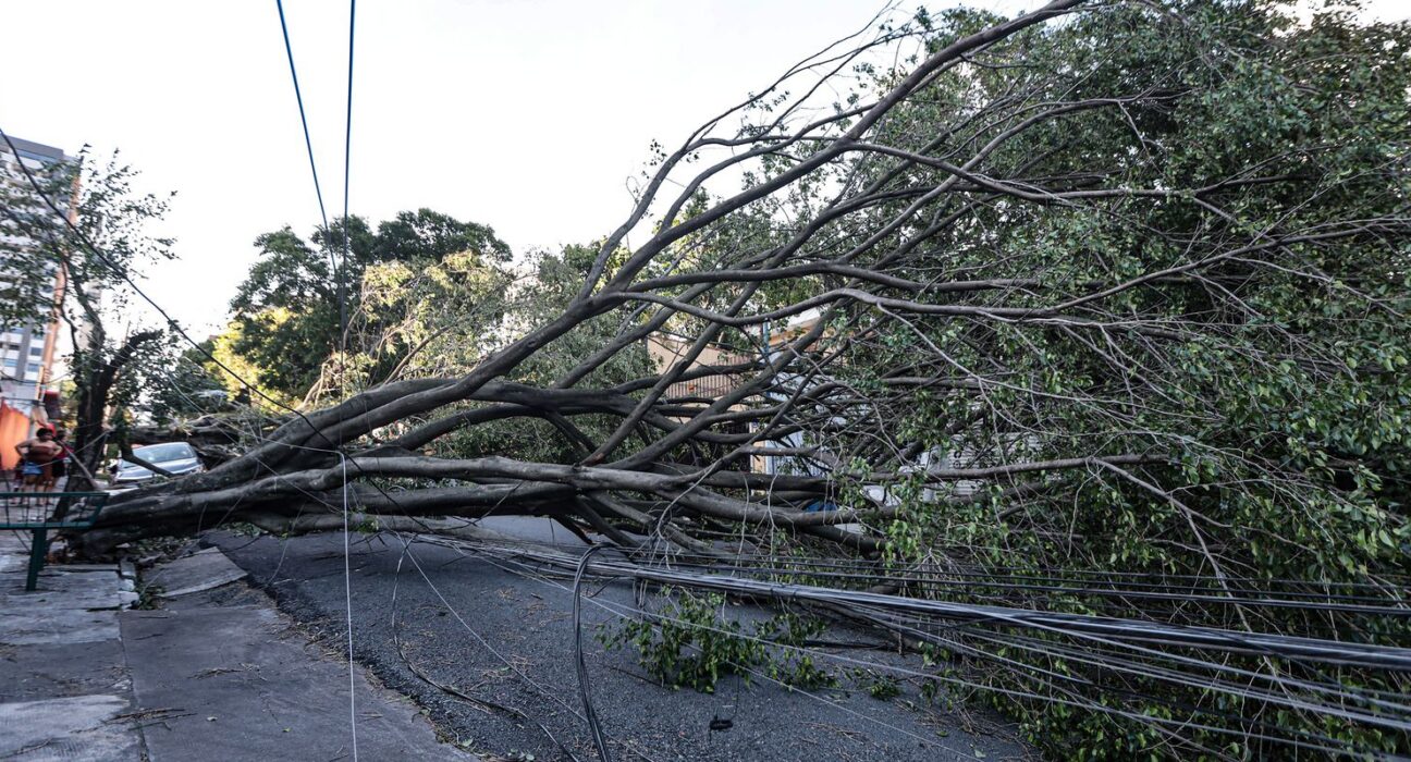 Queda de árvore provoca morte em Guarulhos, diz Defesa Civil