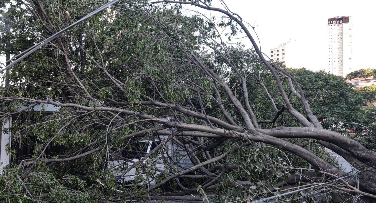 Defesa Civil de SP recebe 514 chamados por quedas de árvores