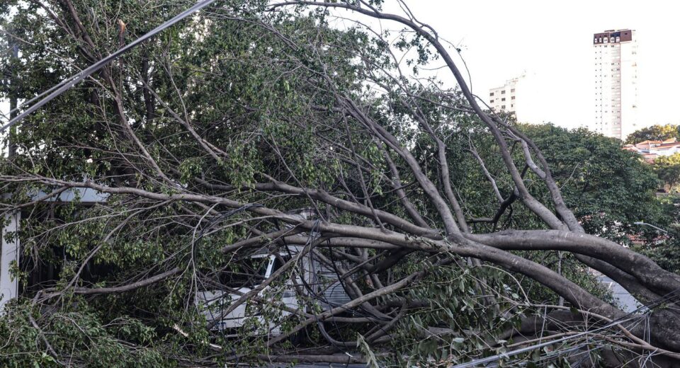 Defesa Civil de SP recebe 514 chamados por quedas de árvores