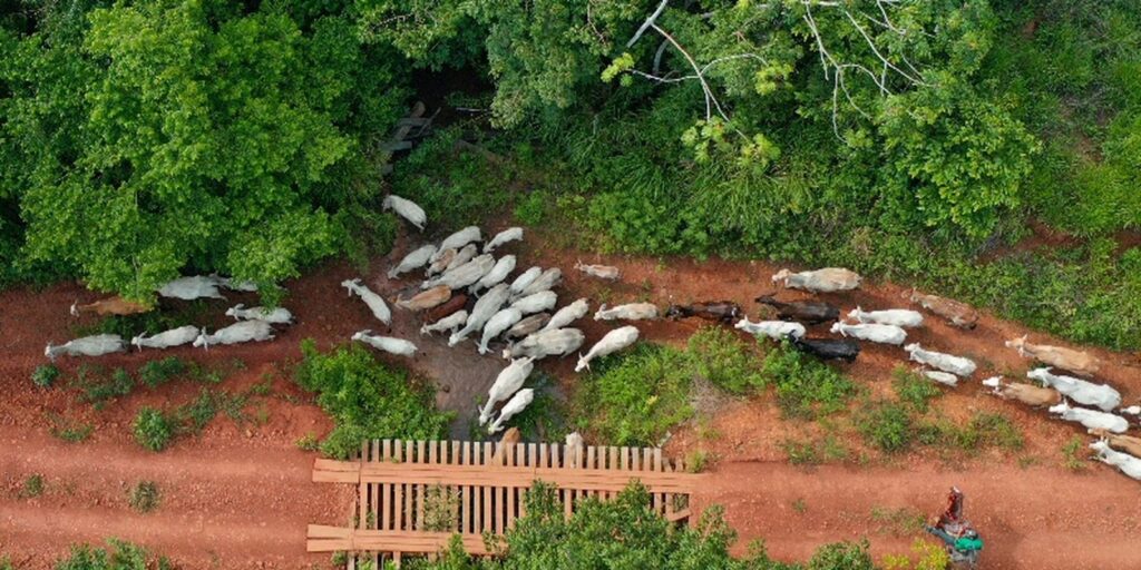 Funai solicita apoio da PF para investigar emboscada no Pará