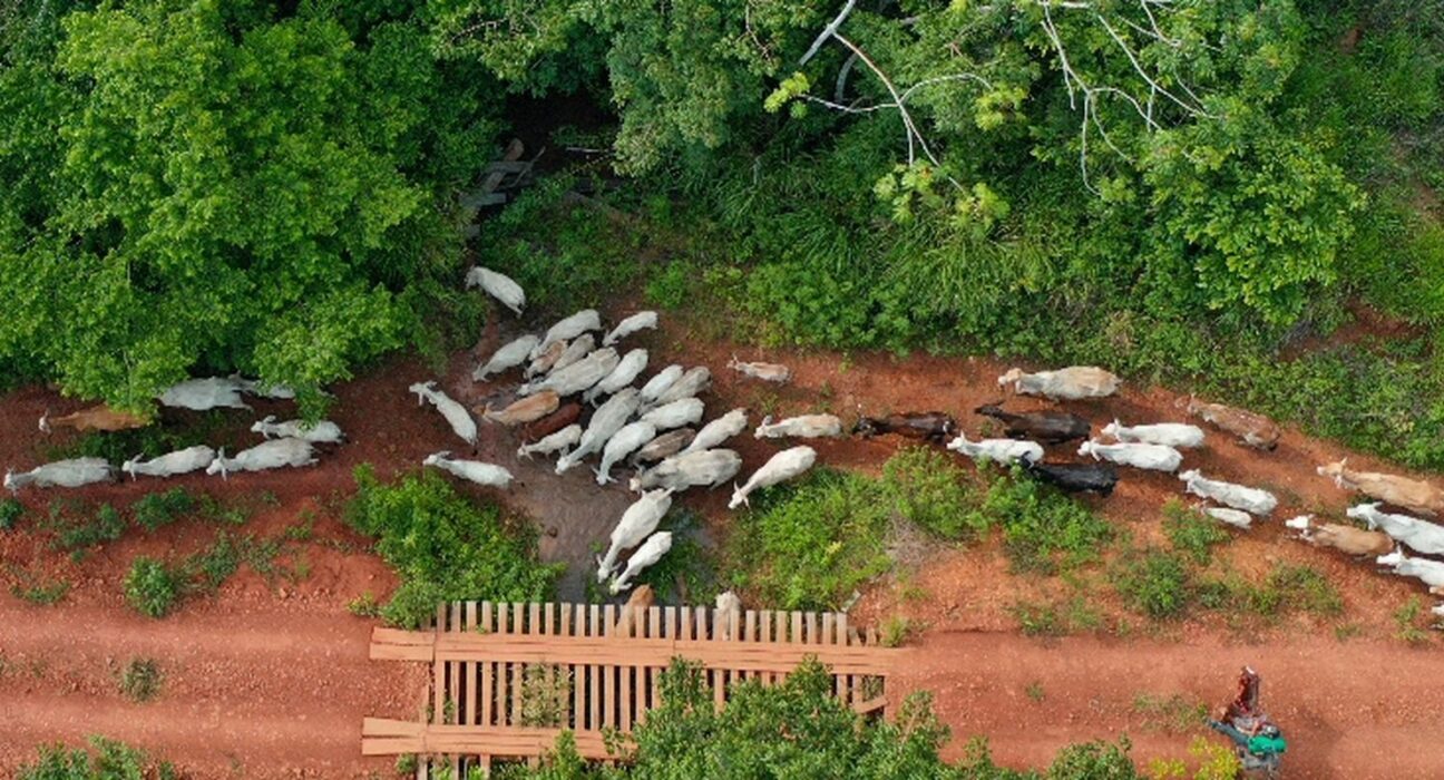 Funai solicita apoio da PF para investigar emboscada no Pará