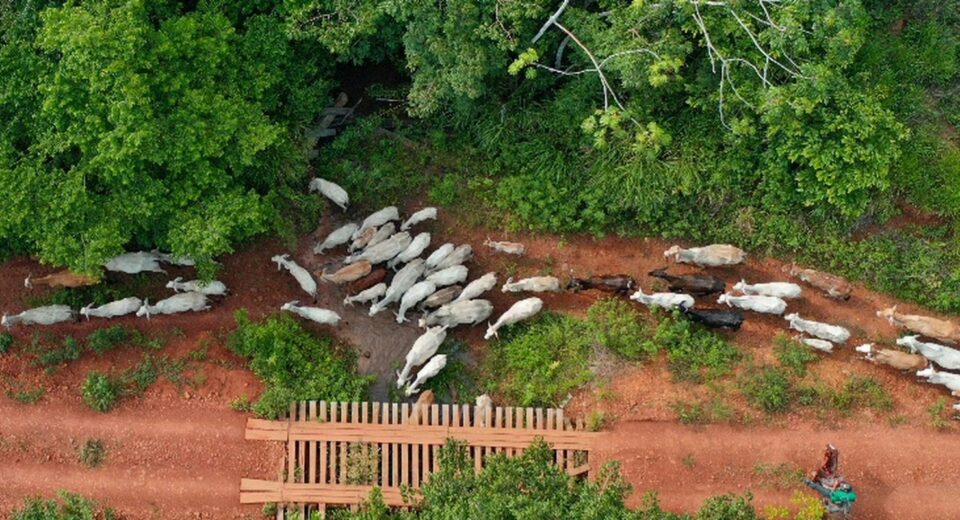 Funai solicita apoio da PF para investigar emboscada no Pará