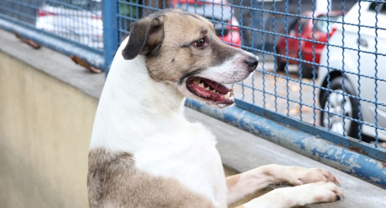 Fogos de artifício acarretam sofrimento físico e risco para animais