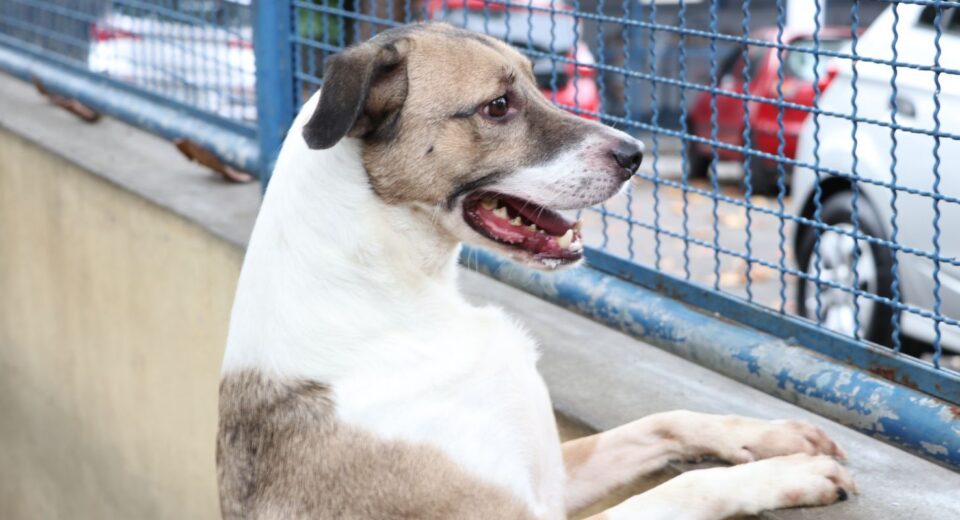 Fogos de artifício acarretam sofrimento físico e risco para animais