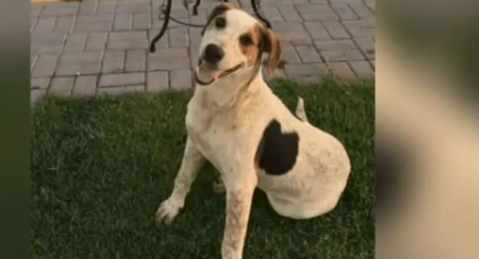 Cachorro comunitário Abacate é morto por um tiro no Paraná