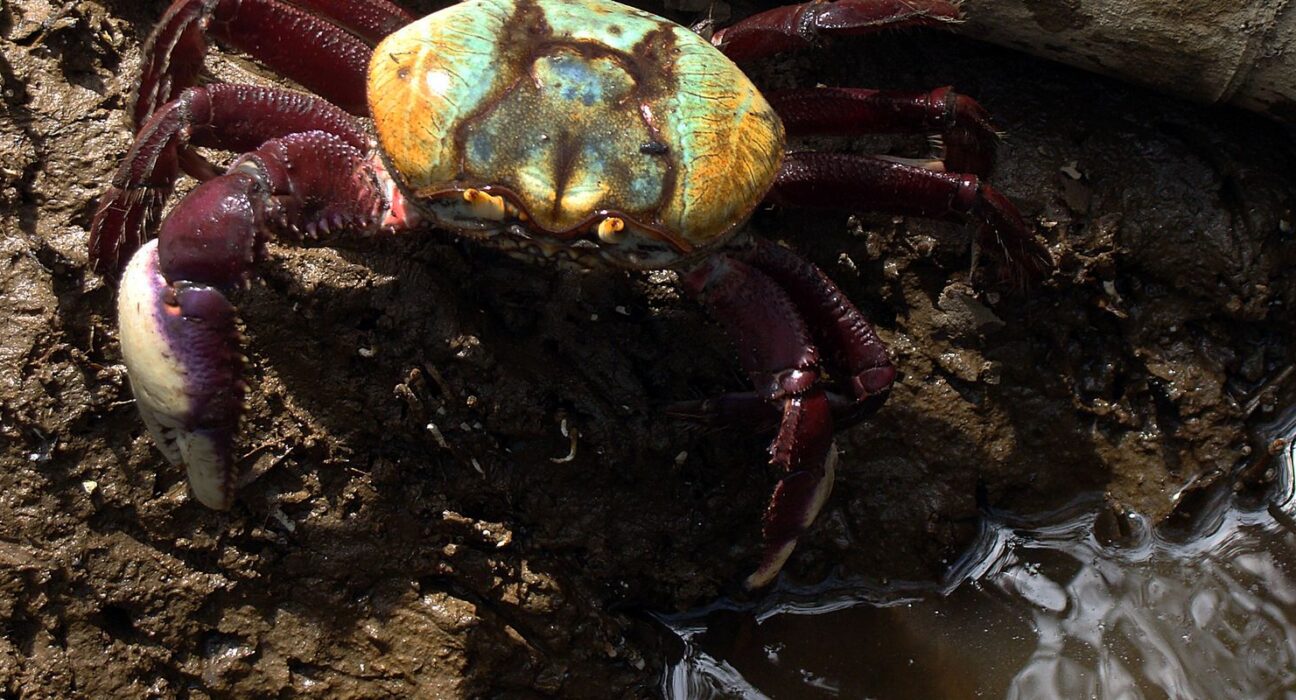 Calendário de defeso do caranguejo-uçá começa dia 18 próximo