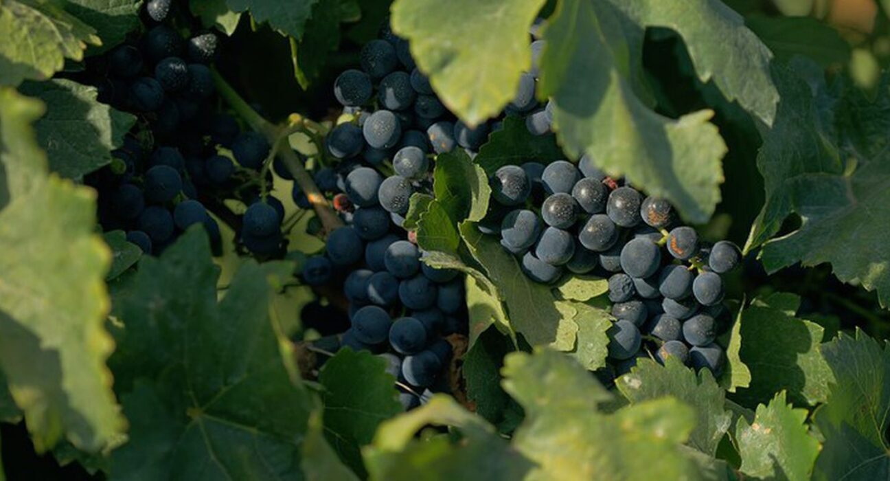 Documentário sobre cultura vinícola no país tem exibição na TV Brasil