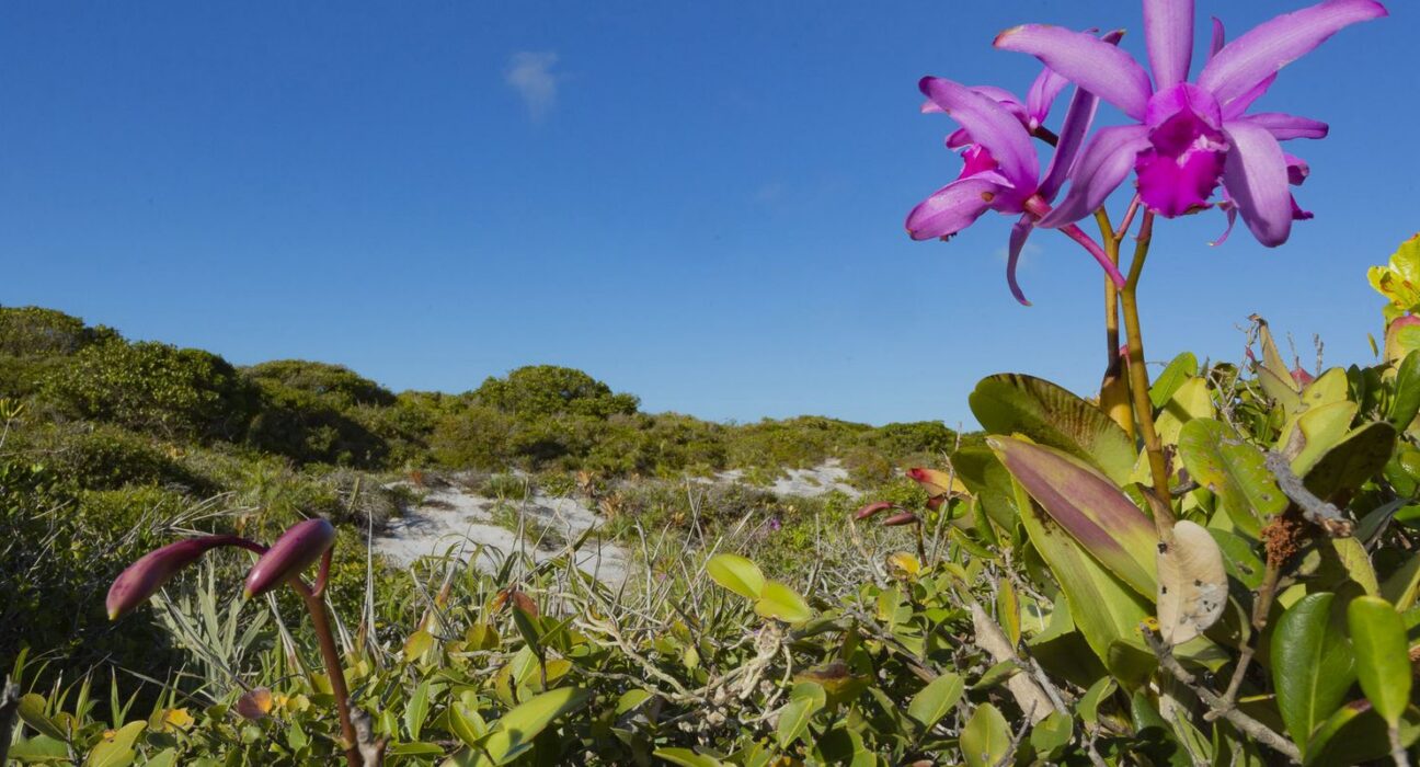 Inpe confirma redução de desmatamento na maioria dos biomas em 2024