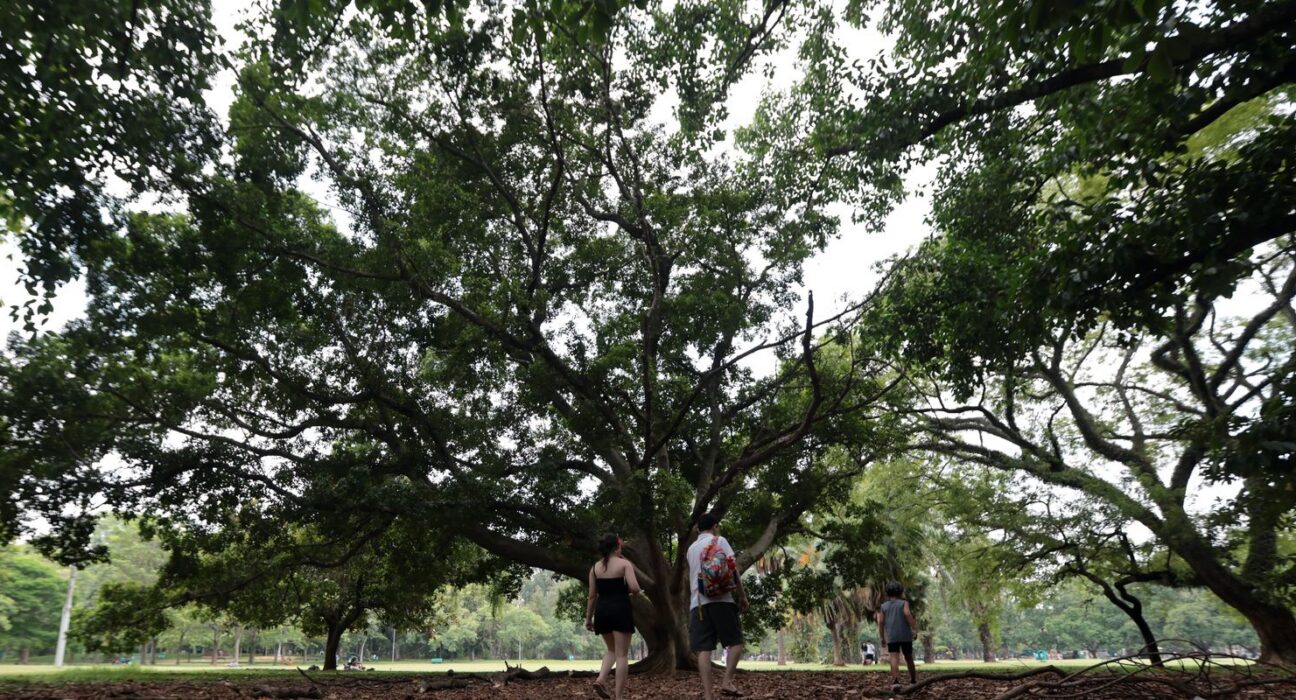 SP: três pessoas ficam feridas após árvore cair no Parque Ibirapuera