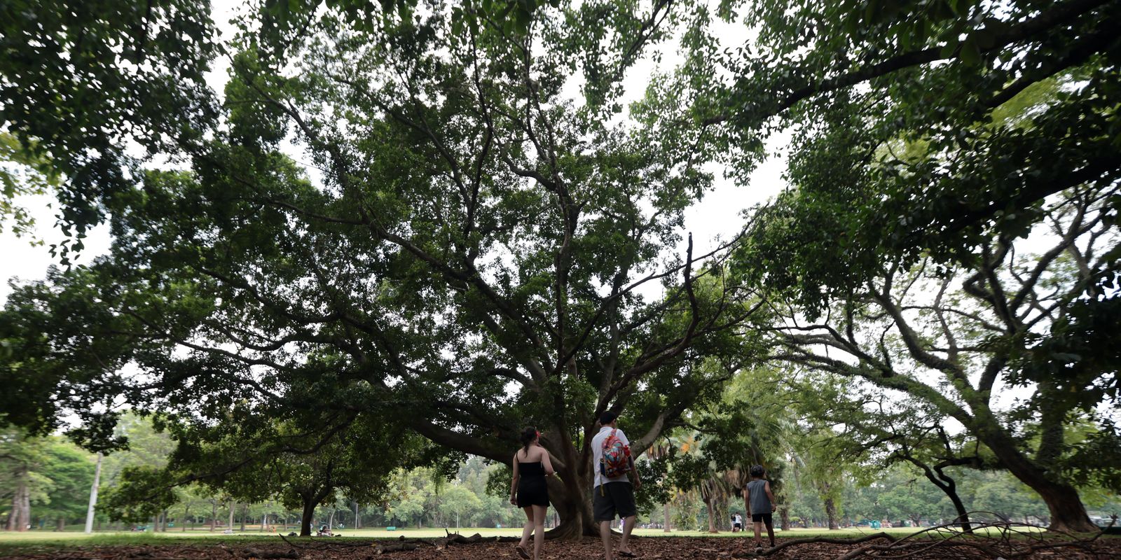 SP: três pessoas ficam feridas após árvore cair no Parque Ibirapuera